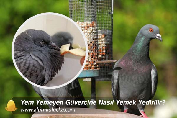 Yem Yemeyen Güvercine Nasıl Yemek Yedirilir?