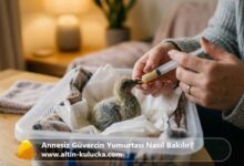 Annesiz Güvercin Yumurtası Nasıl Bakılır