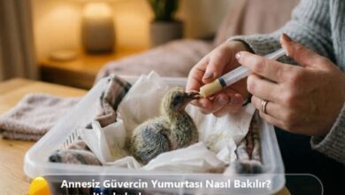 Annesiz Güvercin Yumurtası Nasıl Bakılır