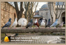 Kaç Çeşit Güvercin Vardır