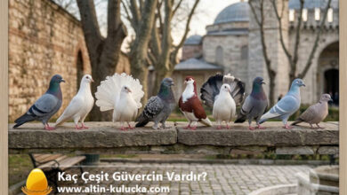 Kaç Çeşit Güvercin Vardır