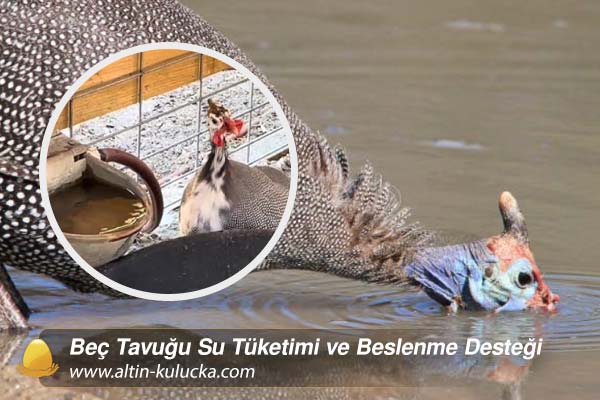 Beç Tavuğu Su Tüketimi ve Beslenme Desteği