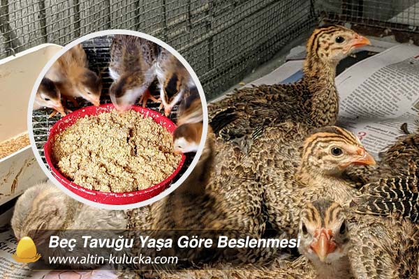 Beç Tavuğu Yaşa Göre Beslenmesi