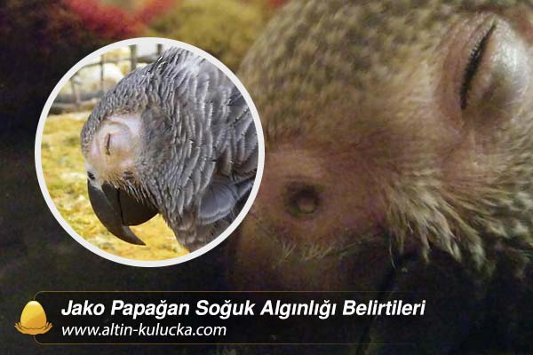 Jako Papağan Soğuk Algınlığı Belirtileri