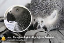 Jako Papagan Soguk Alginligi ve Tedavisi