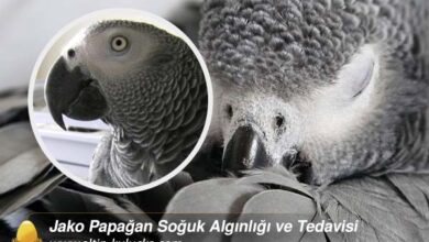 Jako Papagan Soguk Alginligi ve Tedavisi