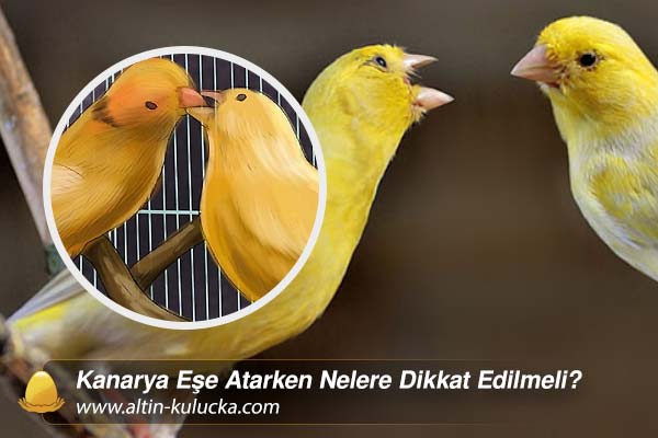 Kanarya Eşe Atarken Nelere Dikkat Edilmeli?
