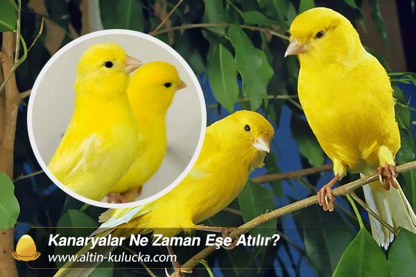 Kanaryalar Ne Zaman Eşe Atılır?
