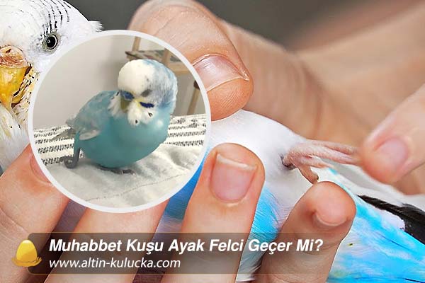 Muhabbet Kuşu Ayak Felci Geçer Mi?