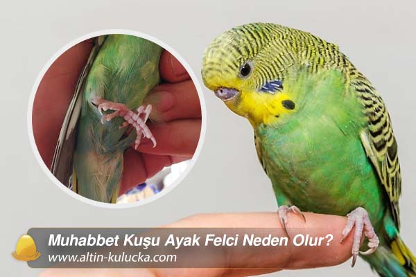 Muhabbet Kuşu Ayak Felci Neden Olur?