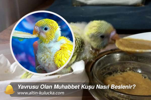 Yavrusu Olan Muhabbet Kuşu Nasıl Beslenir?