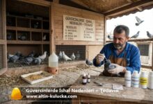 Güvercinlerde İshal Nedenleri + Tedavisi