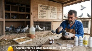 Güvercinlerde İshal Nedenleri + Tedavisi