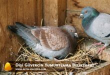 Dişi Güvercin Yumurtlama Belirtileri