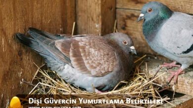 Dişi Güvercin Yumurtlama Belirtileri