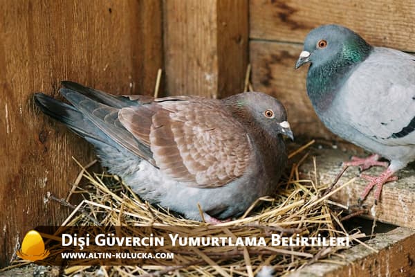 Dişi Güvercin Yumurtlama Belirtileri
