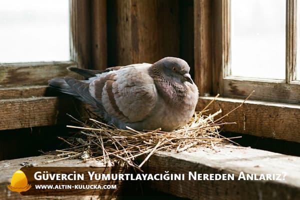Güvercin Yumurtlayacığını Nereden Anlarız