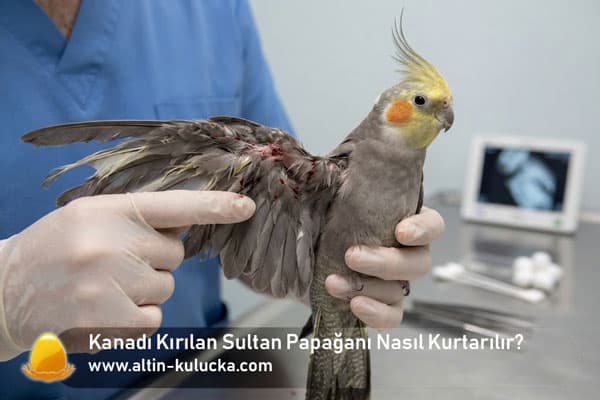 Kanadı Kırılan Sultan Papağanı Nasıl Kurtarılır