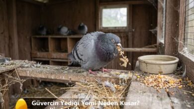 Güvercin Yediği Yemi Neden Kusar