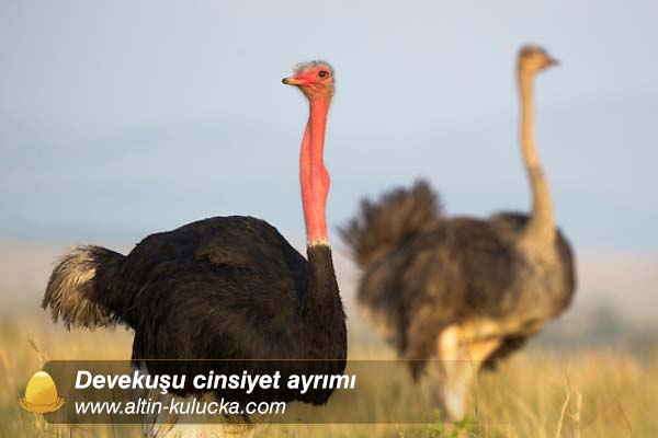 Devekuşu cinsiyet ayrımı nasıl yapılır ? | Altın Kuluçka