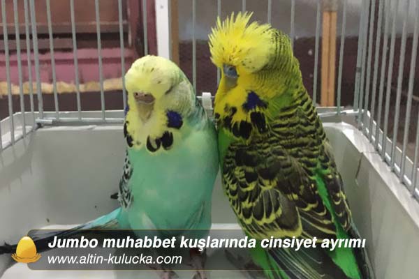 Jumbo muhabbet kuşlarında cinsiyet ayrımı