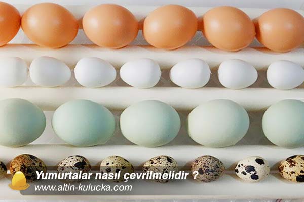 Yumurtalar nasıl çevrilmelidir ?