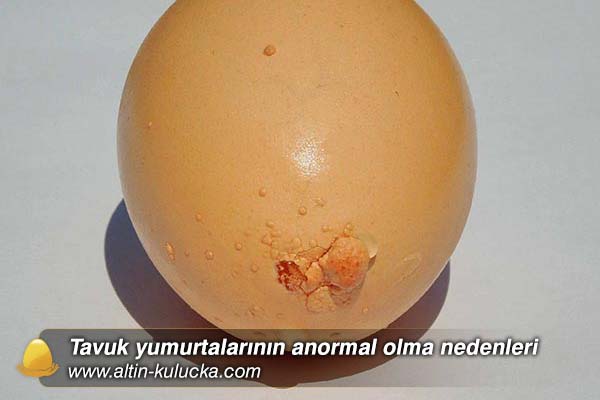 Tavuk yumurtalarının anormal olma nedenleri 