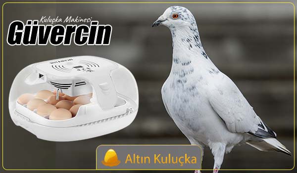 Güvercin Kuluçka Makinesi - altin kulucka