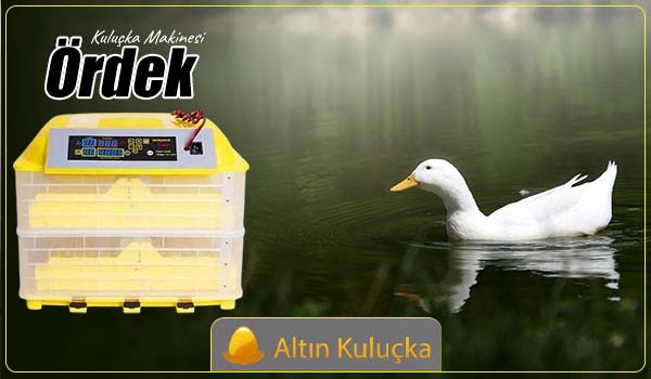 Ördek Kuluçka Makinesi - altin kulucka