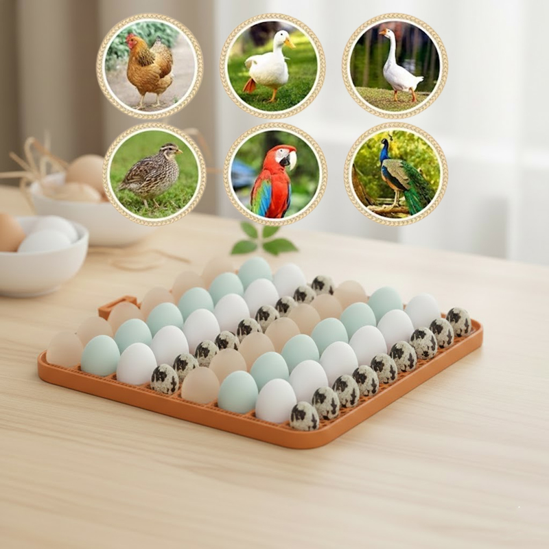 56 lı Altın kuluçka makinesi kuluçka viyolü