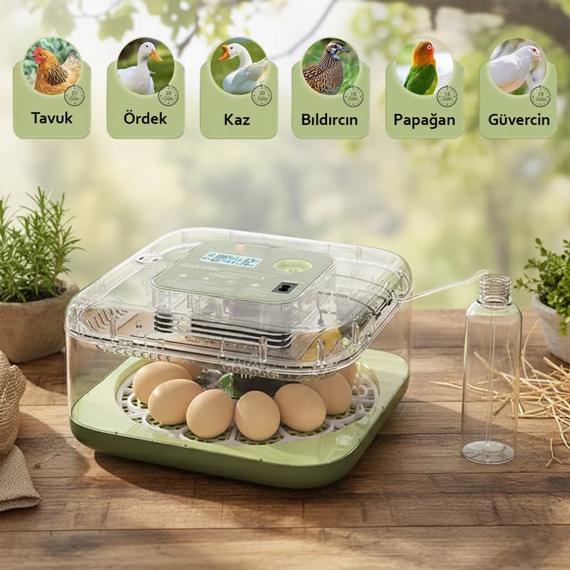 Altın 12 li farklı kuş türlerine uyum