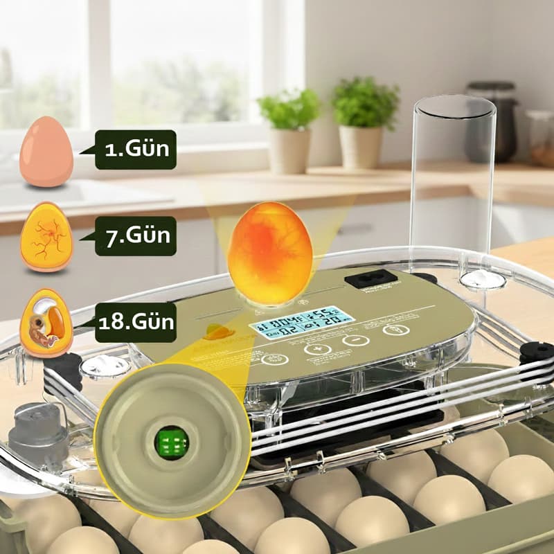 24 lü Altın kuluçka döl kontrolü