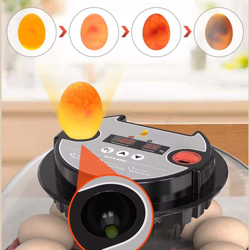 12 li Altın kuluçka makinesi döl kontrolü