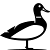 Ördek