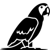 Muhabbet Kuşu